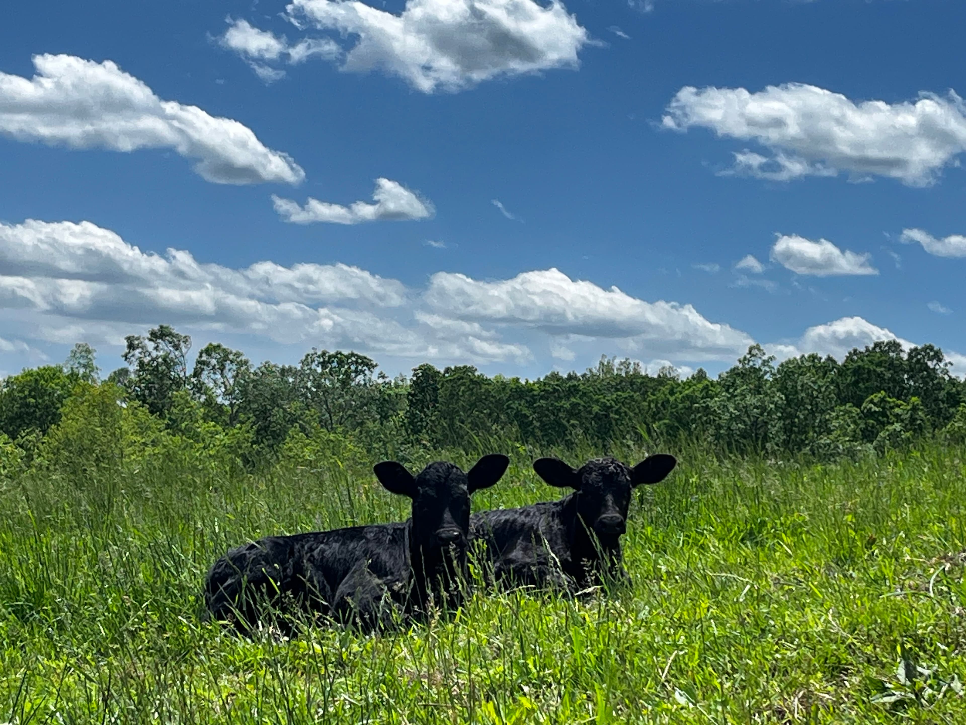 Cattle resting in the pasture at Washington Trace Cattle Co.